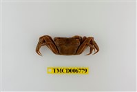 藏品(長足長方蟹)的圖片